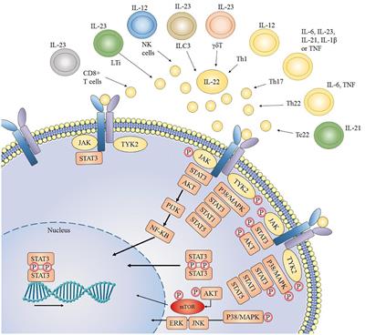 Frontiers | A Double Edged Sword Role Of Interleukin-22 In Wound ...